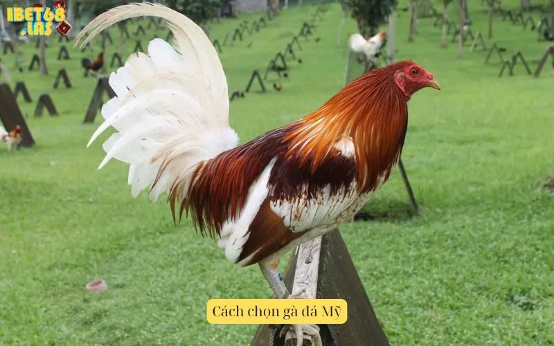Cách chọn gà đá Mỹ