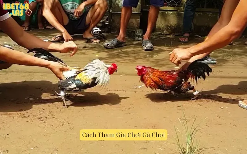 Cách Tham Gia Chơi Gà Chọi
