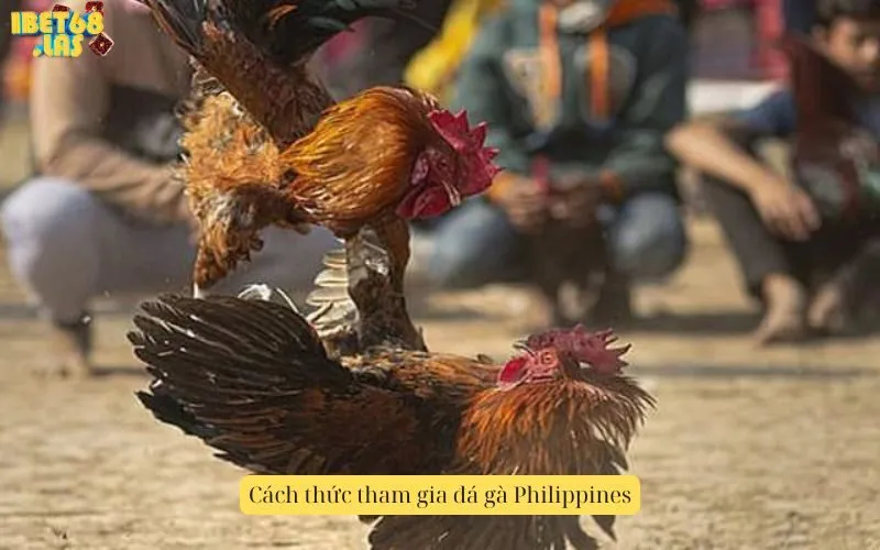 Cách thức tham gia đá gà Philippines