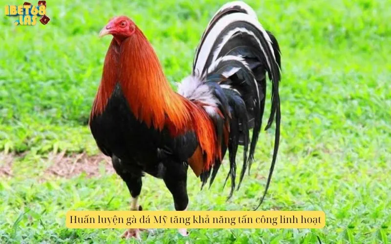 Huấn luyện gà đá Mỹ tăng khả năng tấn công linh hoạt