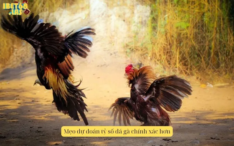 Mẹo dự đoán tỷ số đá gà chính xác hơn