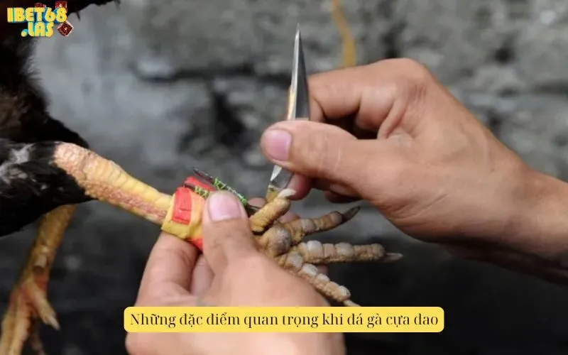 Những đặc điểm quan trọng khi đá gà cựa dao