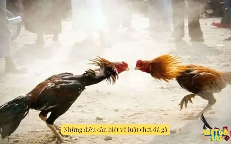 Những điều cần biết về luật chơi đá gà