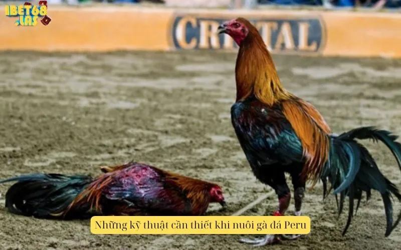 Những kỹ thuật cần thiết khi nuôi gà đá Peru